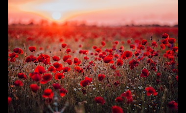 ANZAC Day Resources